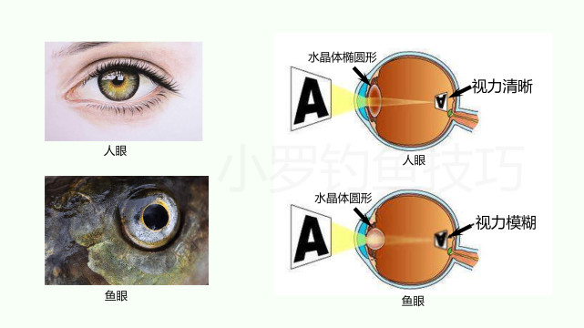 首先我们要了解,鱼的眼睛是跟我们人类不一样的,我们人眼的晶状体是扁