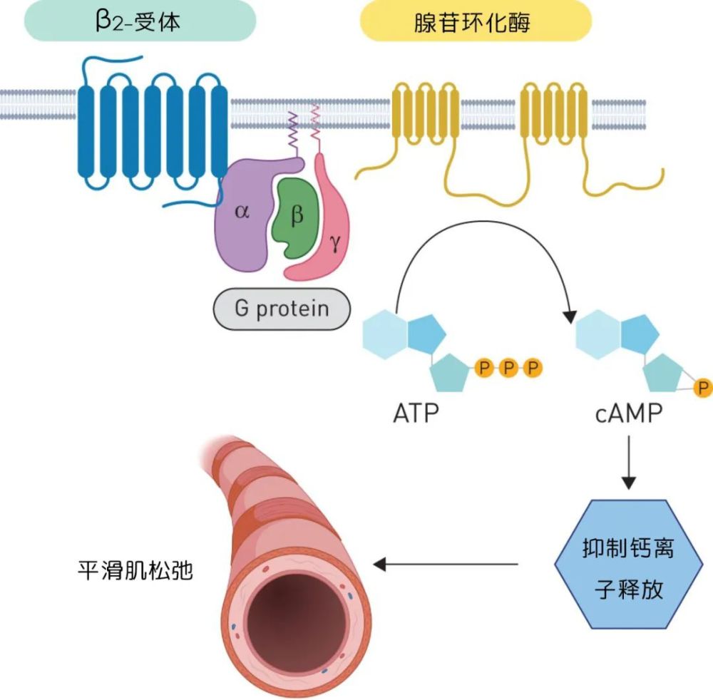 在平滑肌上分布了很多β2受体,你可以把β2受体想象成一把「锁」,碰到