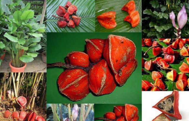 世界上最甜的水果:在国内很少见,甜度是蔗糖的60万倍!