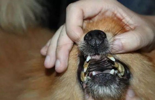 一,保持口腔卫生口腔溃疡可能会导致狗狗口臭,流口水,有小水泡等,所以