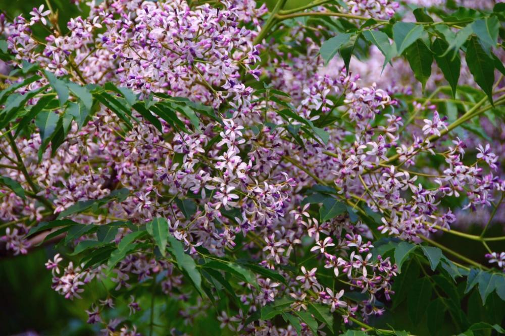 农村俗语"楝树开花,男十七女十八",说的啥意思呢?答案来了_腾讯新闻