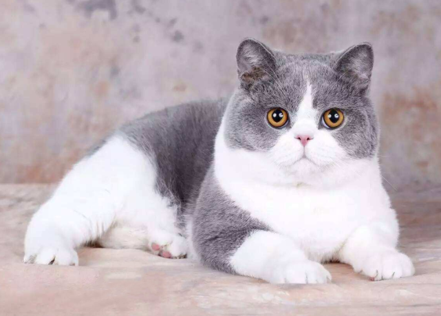 641