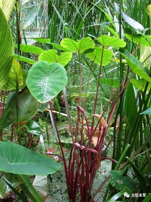 野芋 见过吗 外用治颈淋巴结炎 疥癣 蜂螫伤 腾讯新闻