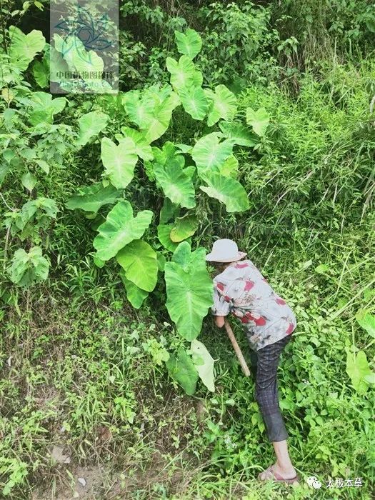 野芋,見過嗎?外用治頸淋巴結炎,疥癬,蜂螫傷