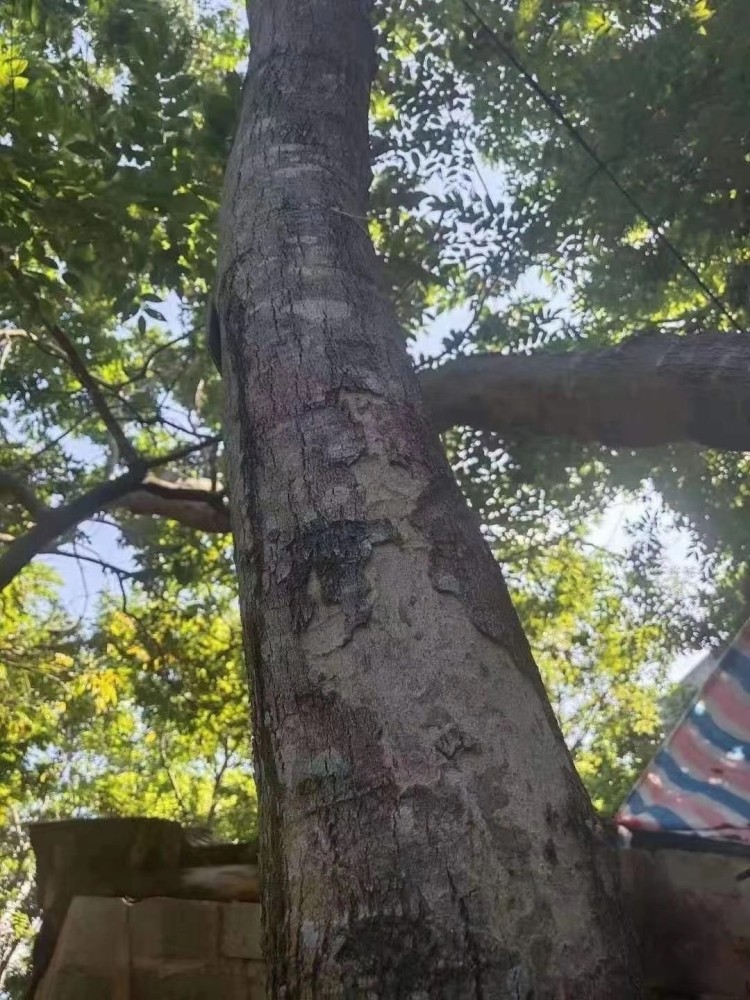 目前的珍惜程度已經超過了紅豆杉,所以應該將海南黃花梨的保護級別從