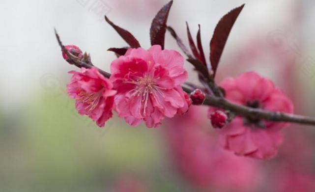 2021年此3大生肖财运旺运旺3代人你家有吗