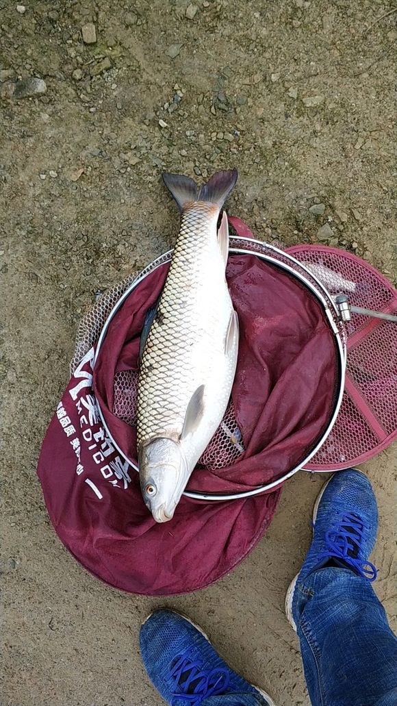 江西太冷了?红眼鲮入侵江西却被成群冻晕,钓鱼人:可以捞几十斤