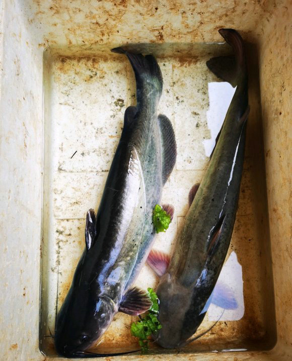 芝麻剑有人珠江钓起两条斑点大鲶鱼其实是蔓延迅速的外来物种