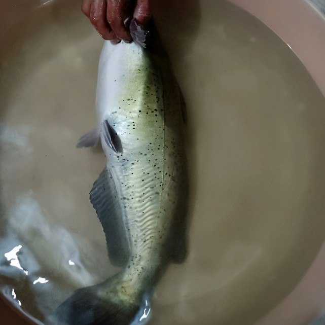 芝麻劍有人珠江釣起兩條斑點大鯰魚其實是蔓延迅速的外來物種