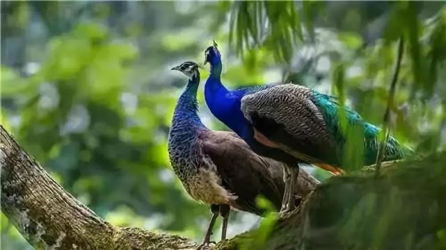 西双版纳|傣族|景洪