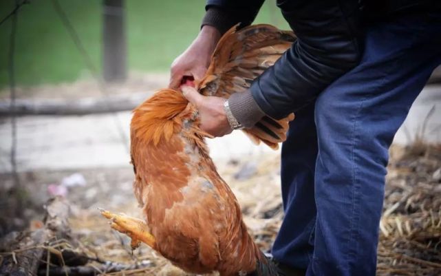 句章夜话吃鸡是件大事