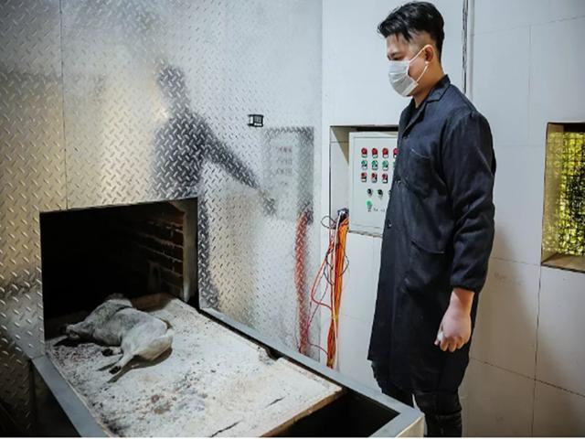 男子当宠物殡葬师4年火化2千只宠物宠物也要体面地离开世界