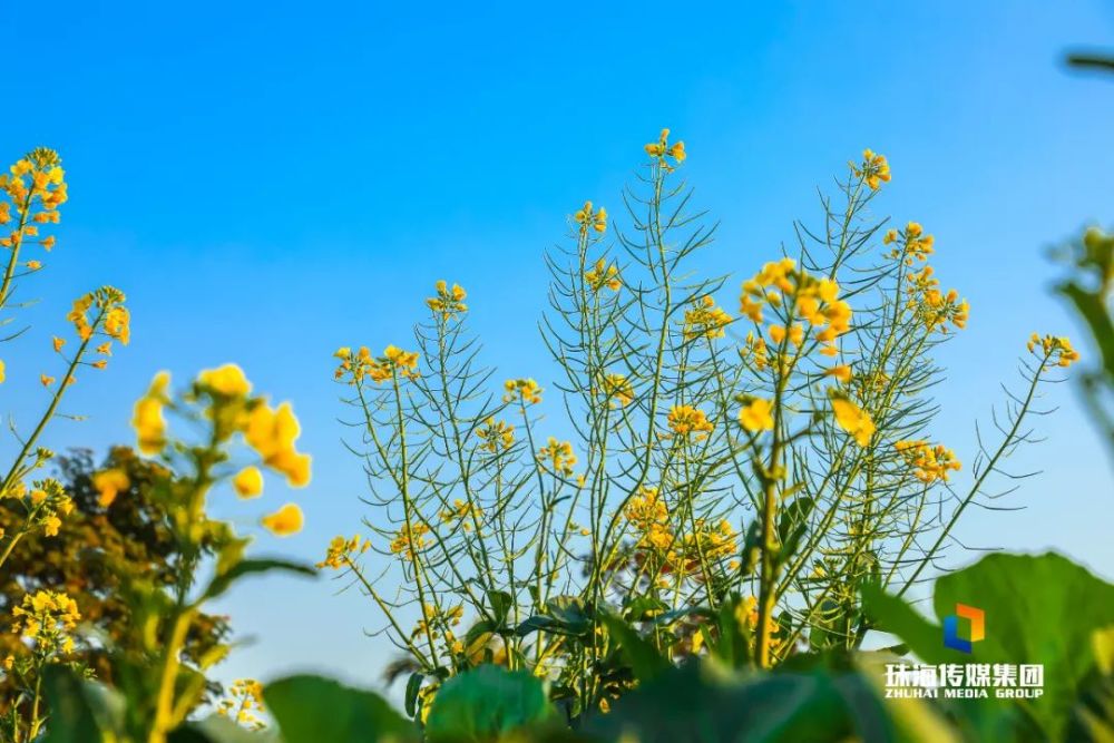 面朝大海珠海野狸岛的油菜花开了