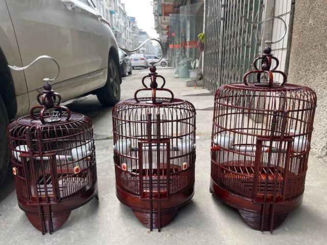 温度太低画眉鸟几天洗澡