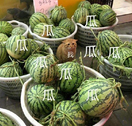 反正南风就像是鲁迅笔下月夜里那只在瓜田中乱窜的猹,四处都是瓜