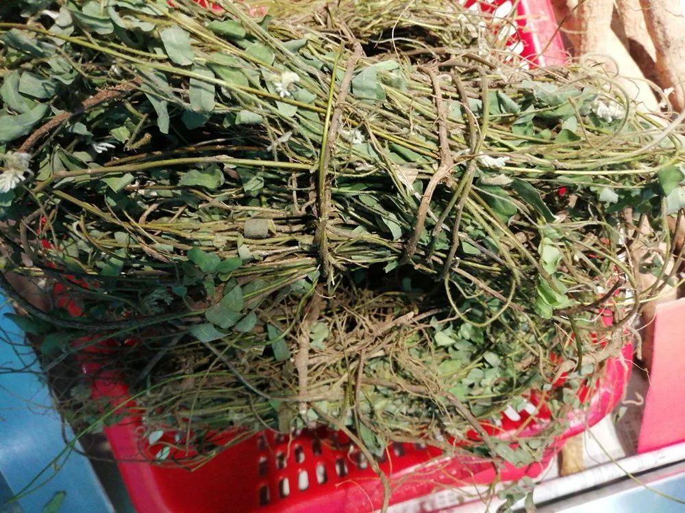 俗称"猪腰子草",种子有大毒,藤和叶却是煲汤良方,最好认识下_腾讯新闻