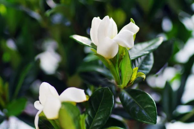 花园管家 院子里种树养花有讲究 一首 植物五行歌 道出古人的智慧 腾讯网