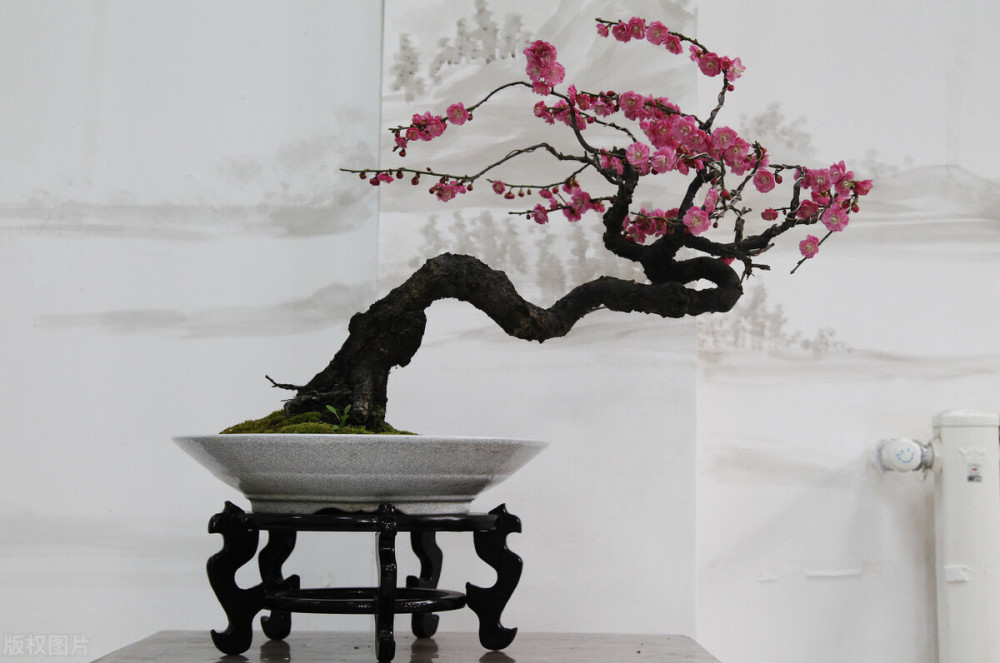 梅花盆景的养护技巧解析不光造型俊美枝头还挂满花美轮美奂