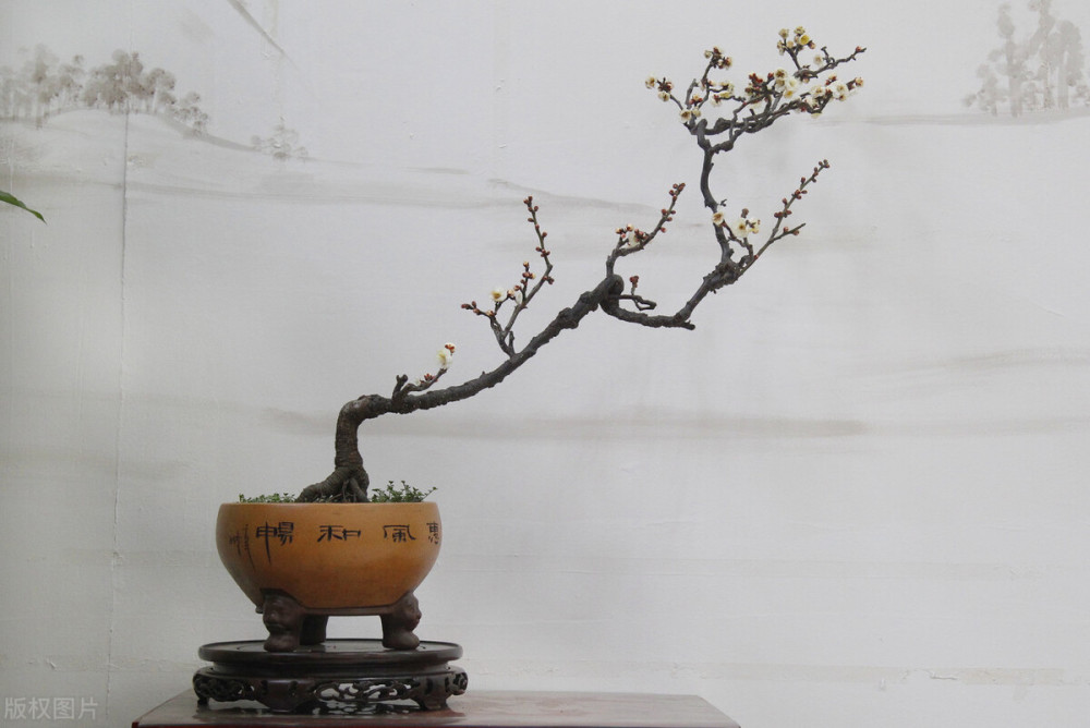 梅花盆景的养护技巧解析不光造型俊美枝头还挂满花美轮美奂