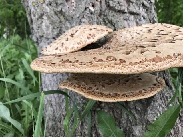 虎掌菌的治療作用:中醫認為,黑虎掌味溫和甜,具有驅風除寒,降膽固醇