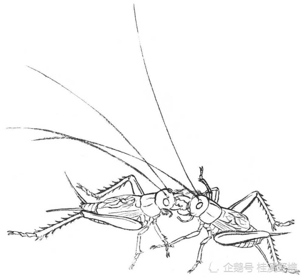 草虫白描画法从线条到造型草虫其实很好画收藏起来临摹学习
