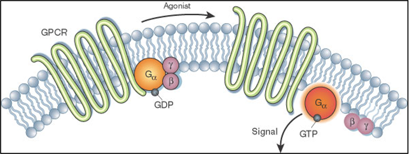 一般而言,gpcr 家族成员具有 7 次跨膜结构和激活 g 蛋白这两个共性