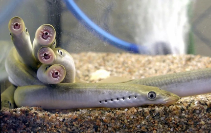 6亿年前就存在的"吸血鬼鱼"_腾讯新闻