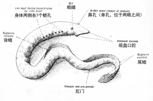 过电影《血湖》的朋友们应该印象深刻,里面吸血恶魔的原型就是七鳃鳗