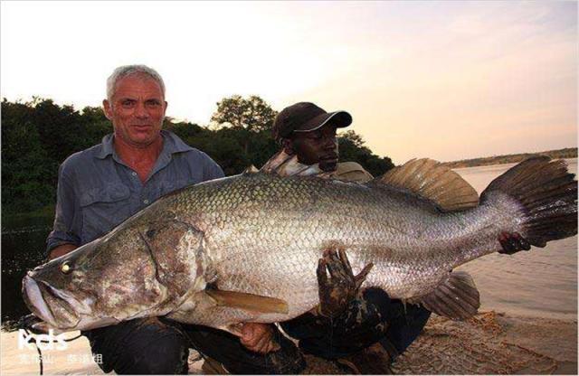 非洲泛滥的"尼罗河巨鲈",因当地人的温饱问题,如今已濒临灭绝