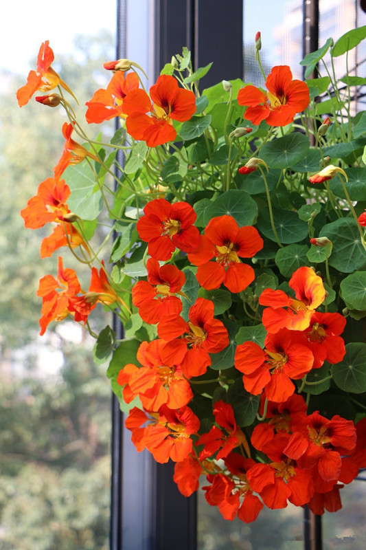 旱地莲的分枝能力很不错,不用"打顶"就能自然成形,叶子对生,总是枝繁