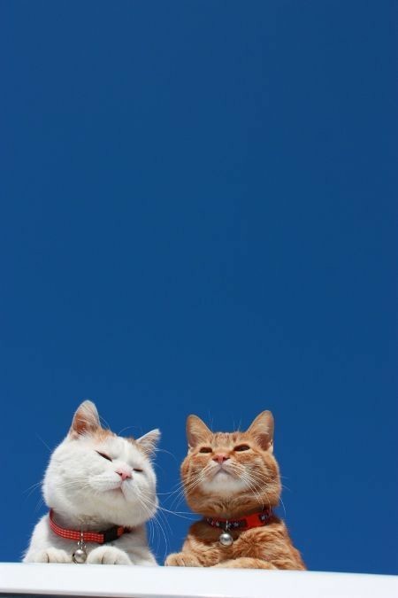 cute baby 粘人的小猫咪