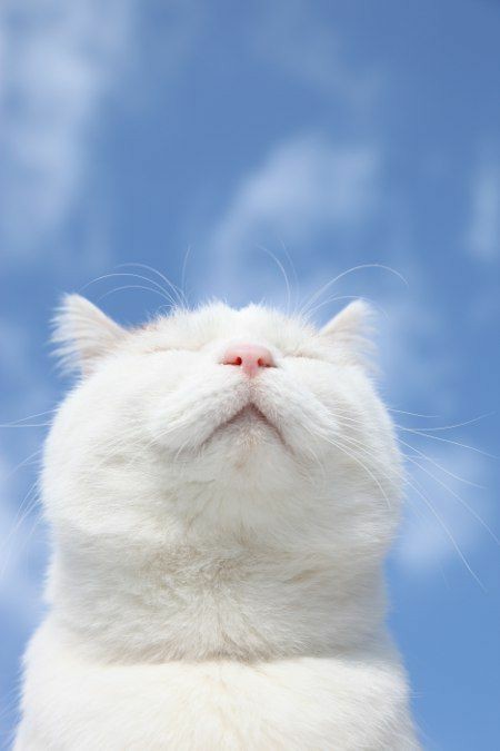 cute baby 粘人的小猫咪