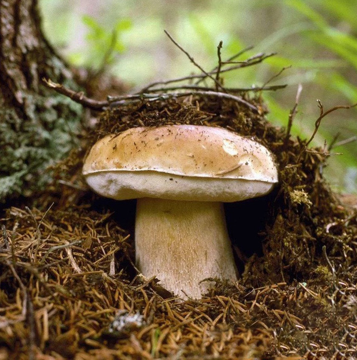 野生菌小知识之牛肝菌