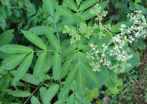 "打得地上爬,只怕八棱麻",告诉家乡人,此草价值大,别不认识