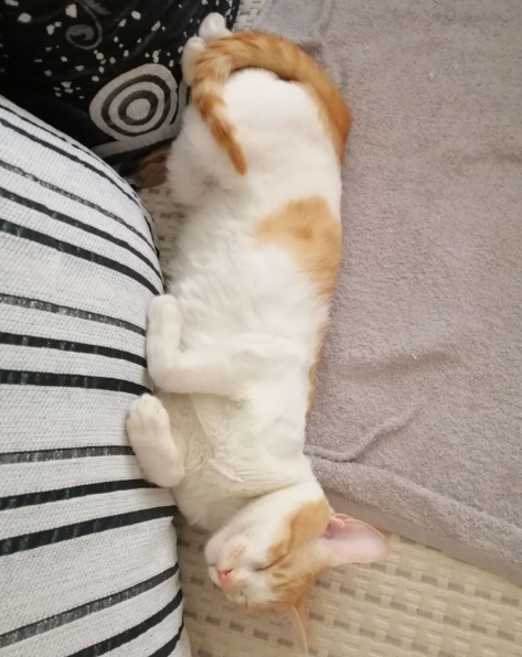 我怕你会忍不住要养猫