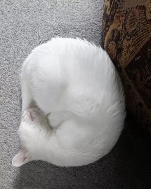 缩成一团的猫咪看起来像个面包