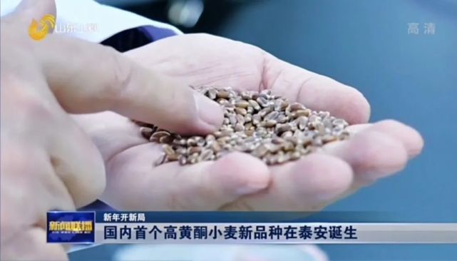 教授最新育成的特殊用途功能性小麦新品种,"山农101山农黄酮麦1号"