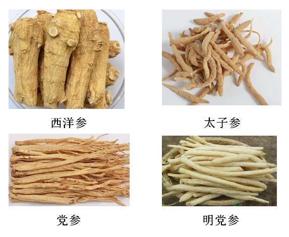 手把手教你认识各种"参"|明党参|人参|太子参|附属肿瘤医院|广州医科