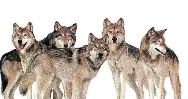 为什么古代人选择了驯化狼 而不是更凶猛的狮虎熊 腾讯新闻