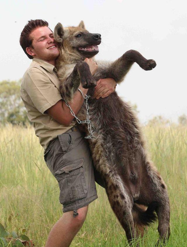 (没错就是东非动物大迁徙的起点)上的斑鬣狗雄性体重平均45公斤左右