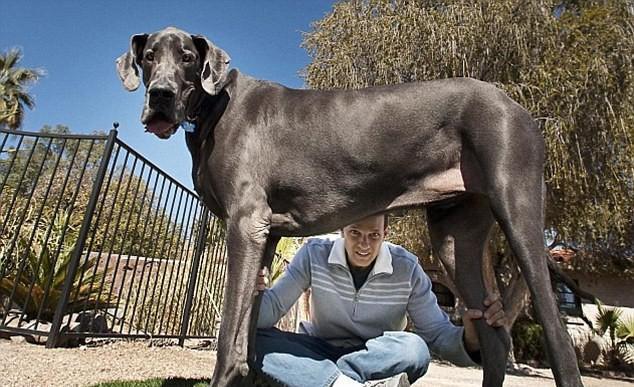 貓科最強是老虎犬科最強是什麼動物它能打過老虎嗎