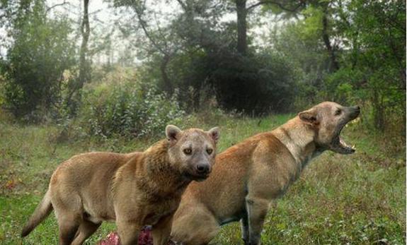 食肉动物可以演化成食草动物那食草动物可以演化成食肉动物吗