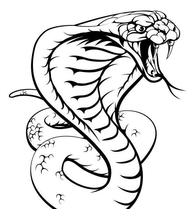 为什么?|尖吻蝮|眼镜王蛇|毒蛇|眼镜蛇