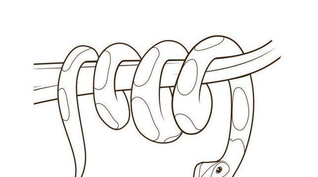 在森林中遇到大蟒蛇该如何自救