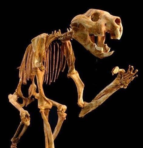 有什么动物可以制约袋鼠?