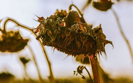 形容花枯萎的哀傷句子花枯萎了傷感的句子詩