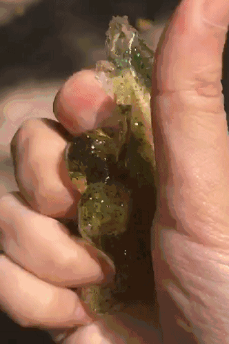 它叫史莱姆,和电子游戏与奇幻小说中那个果冻状或半液体状,可以变换