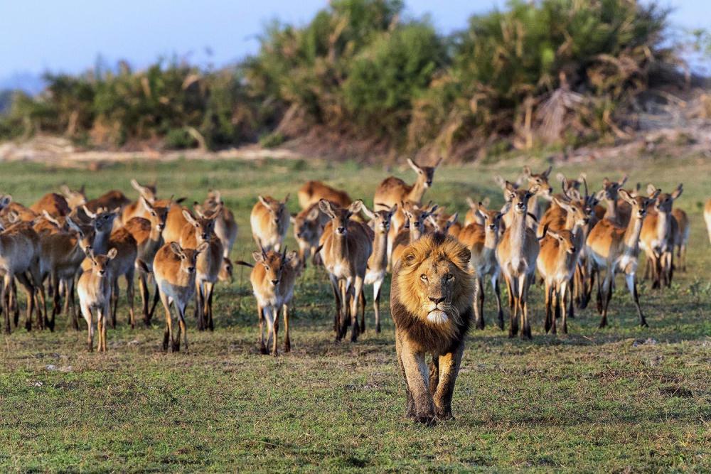 在这个过程中,母狮不会被赶走,但母狮有几种方式会被雄狮赶出狮群,年