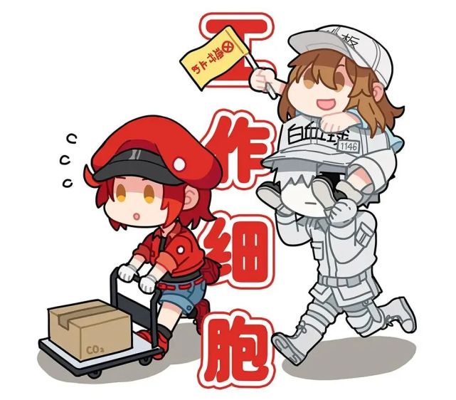 《工作细胞》第二季和它的衍生作品《工作细胞black》终于上线