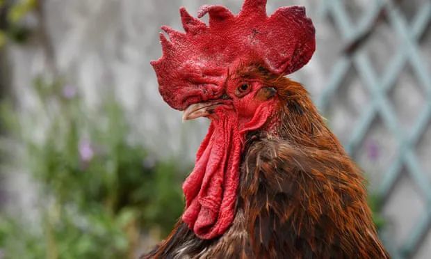 cock-a-doodle-doo: a rowdy rooster named maurice made headlines